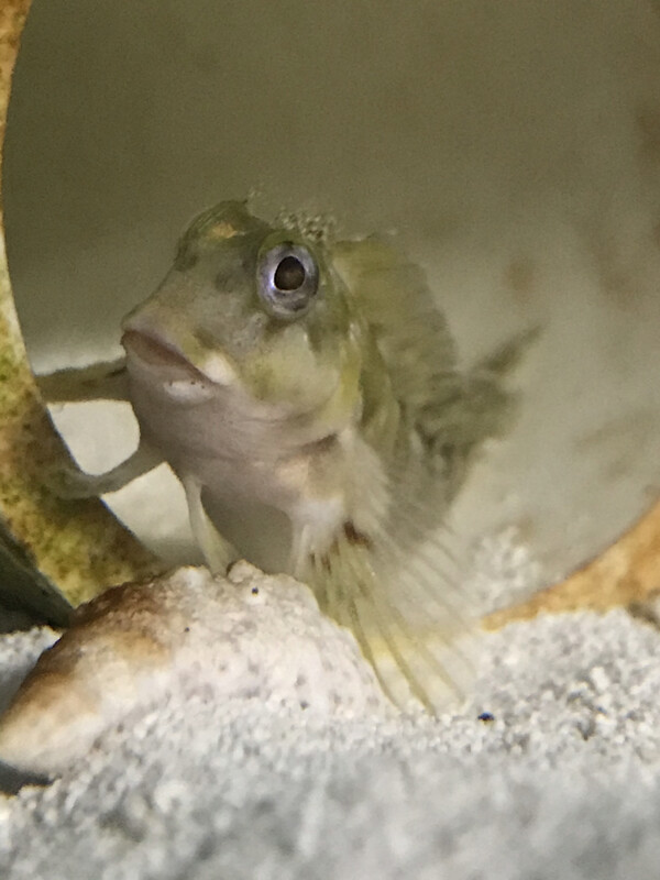 Molly Miller Blenny