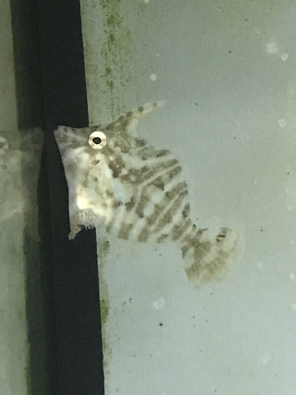 Zebra Filefish