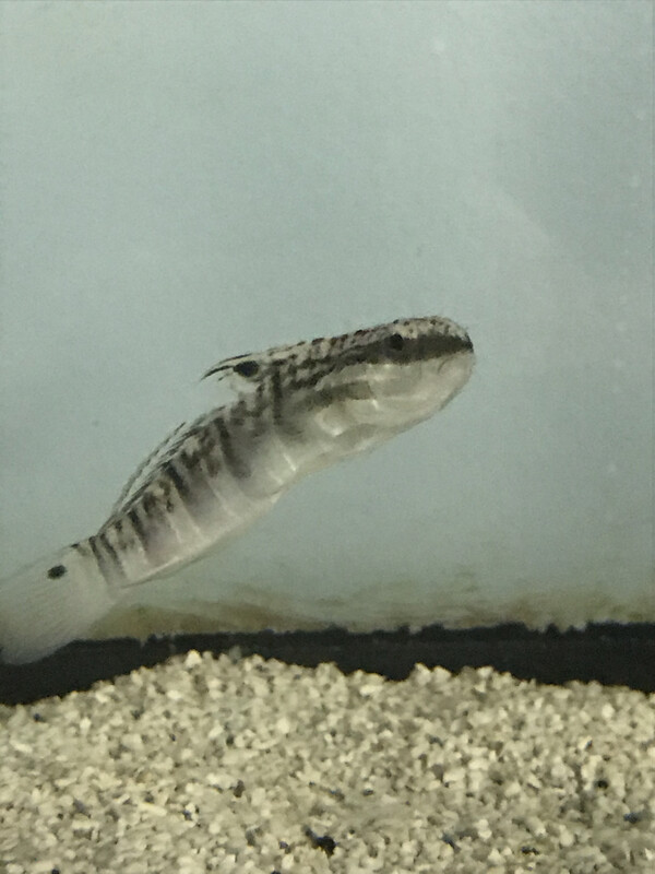 White Barred Sleeper Goby