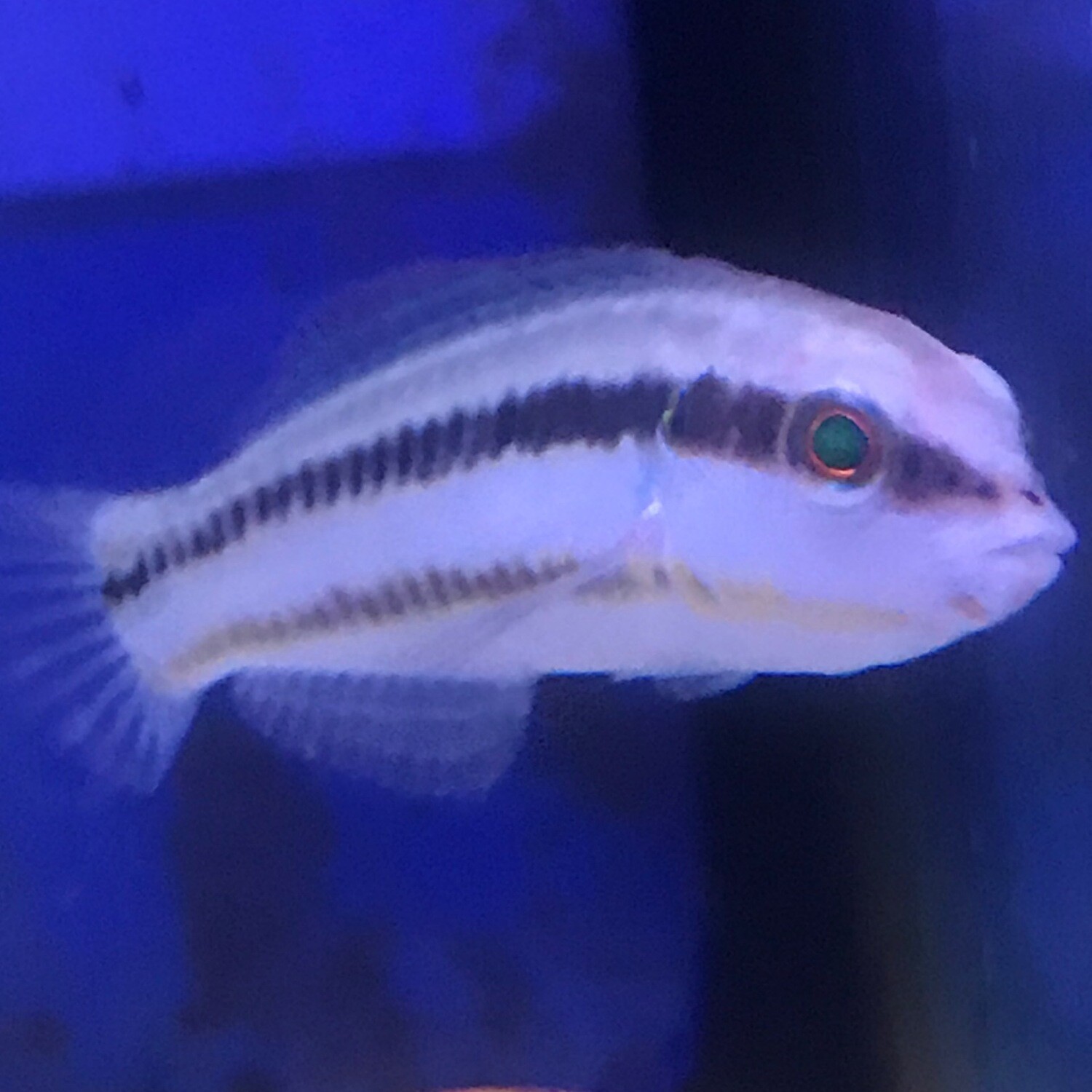Slippery Dick Wrasse