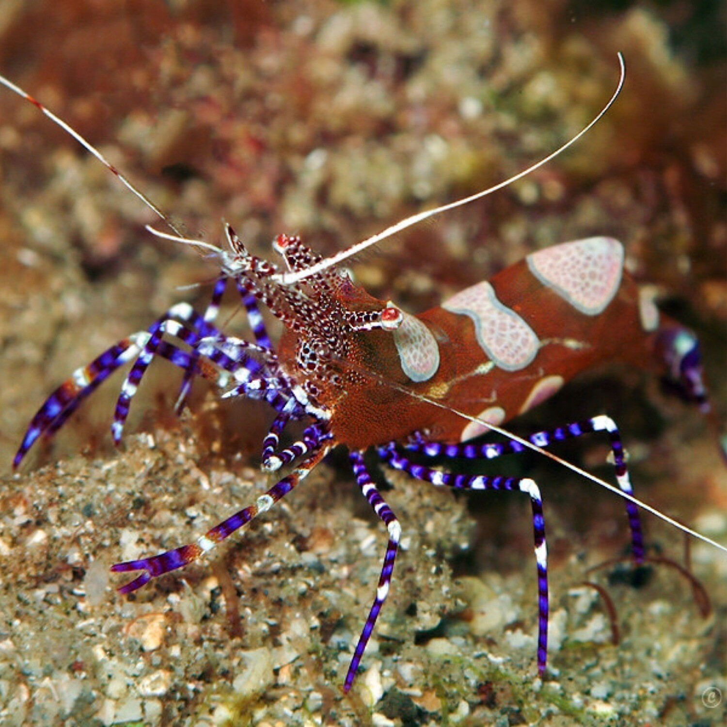 Spotted Cleaner/Anemone Shrimp