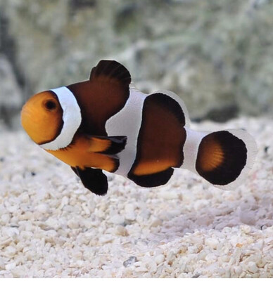 TR Maine Mocha Clownfish