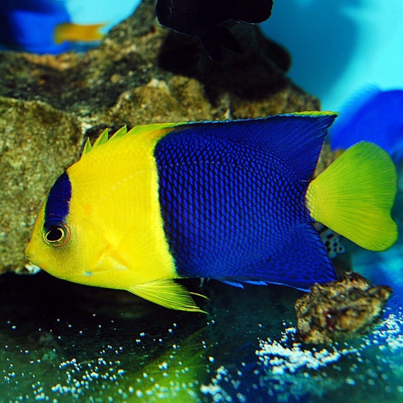 Bi Colour Angelfish