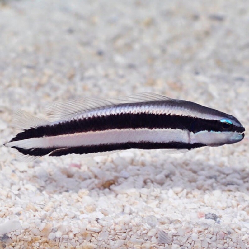 TR Striped Dottyback