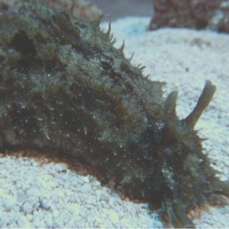 Dolabella Sea hare