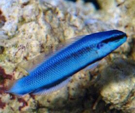 TR Indigo Dottyback