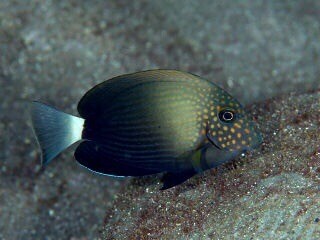 Maculiceps Tang