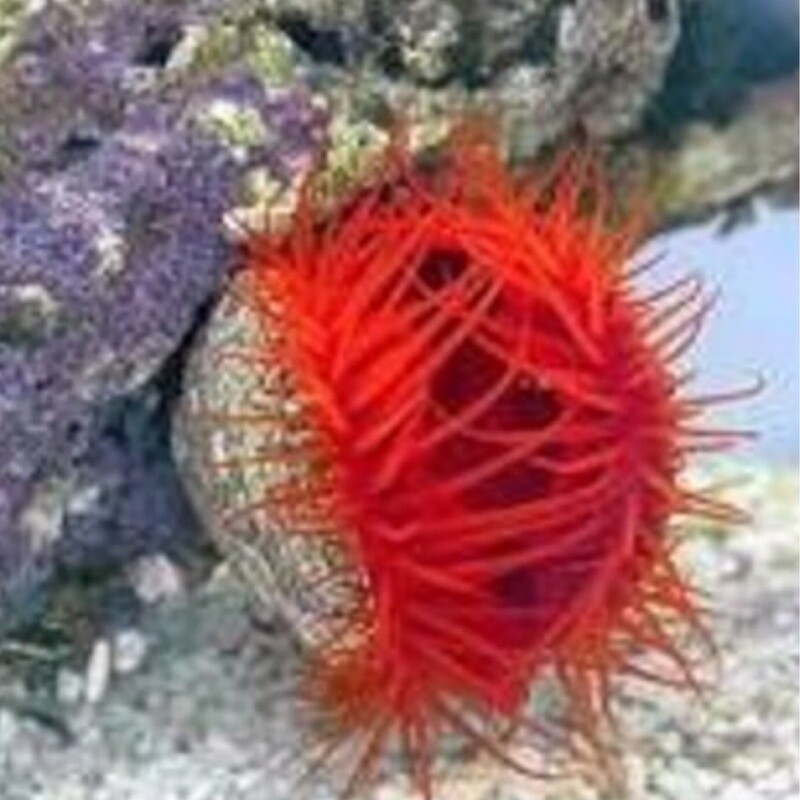 Flame Scallop