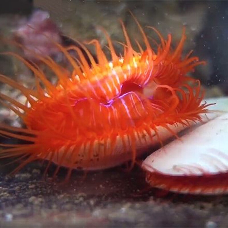 Electric Flame Scallop