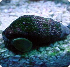 Cerith Snail