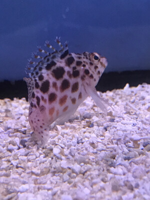 Coral Spotted Hawkfish