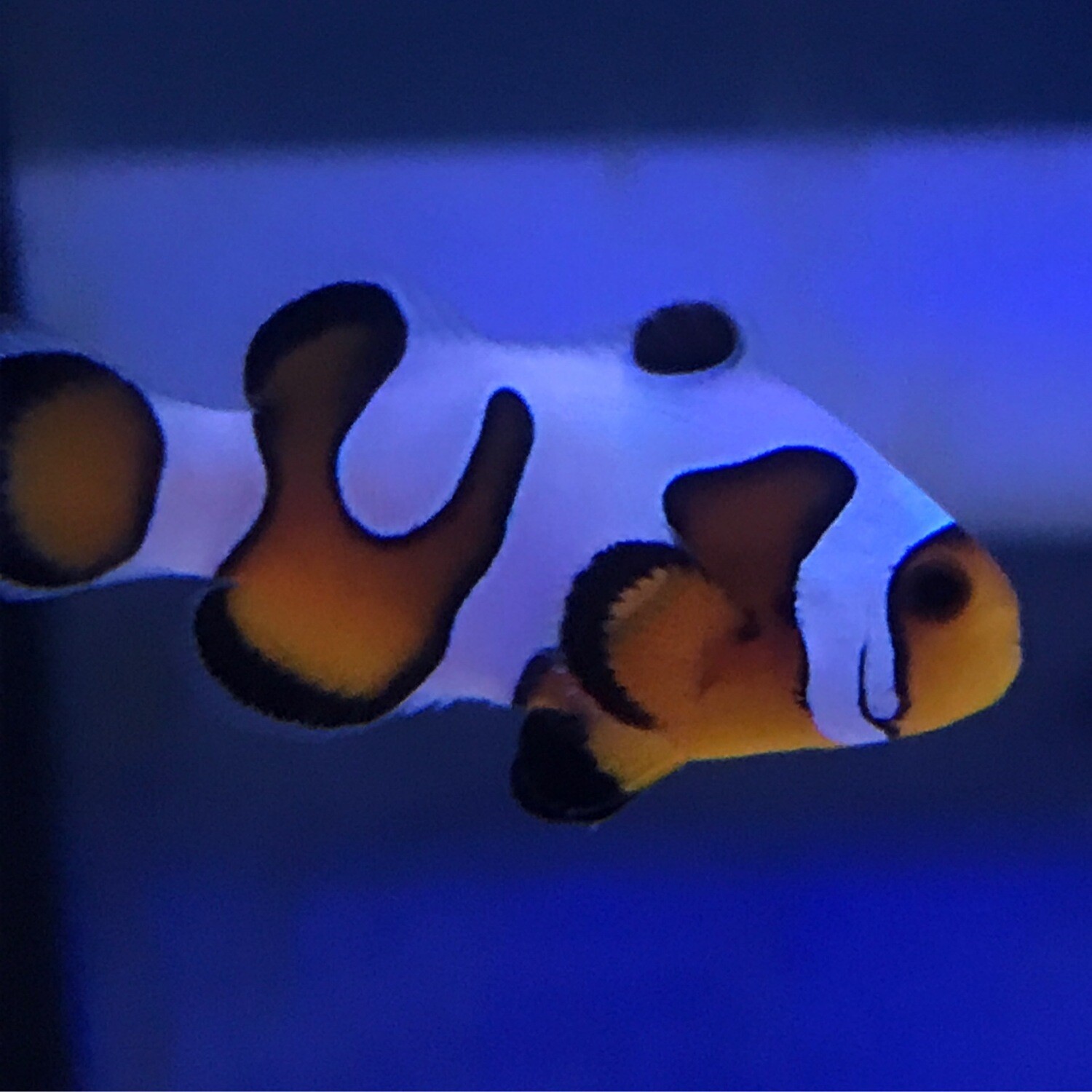 TR MochaVinci Clownfish Grade A