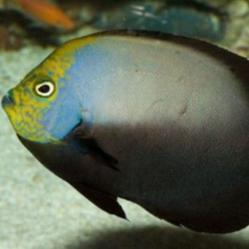 Grey Poma Angelfish