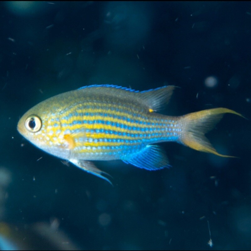 Lined Chromis