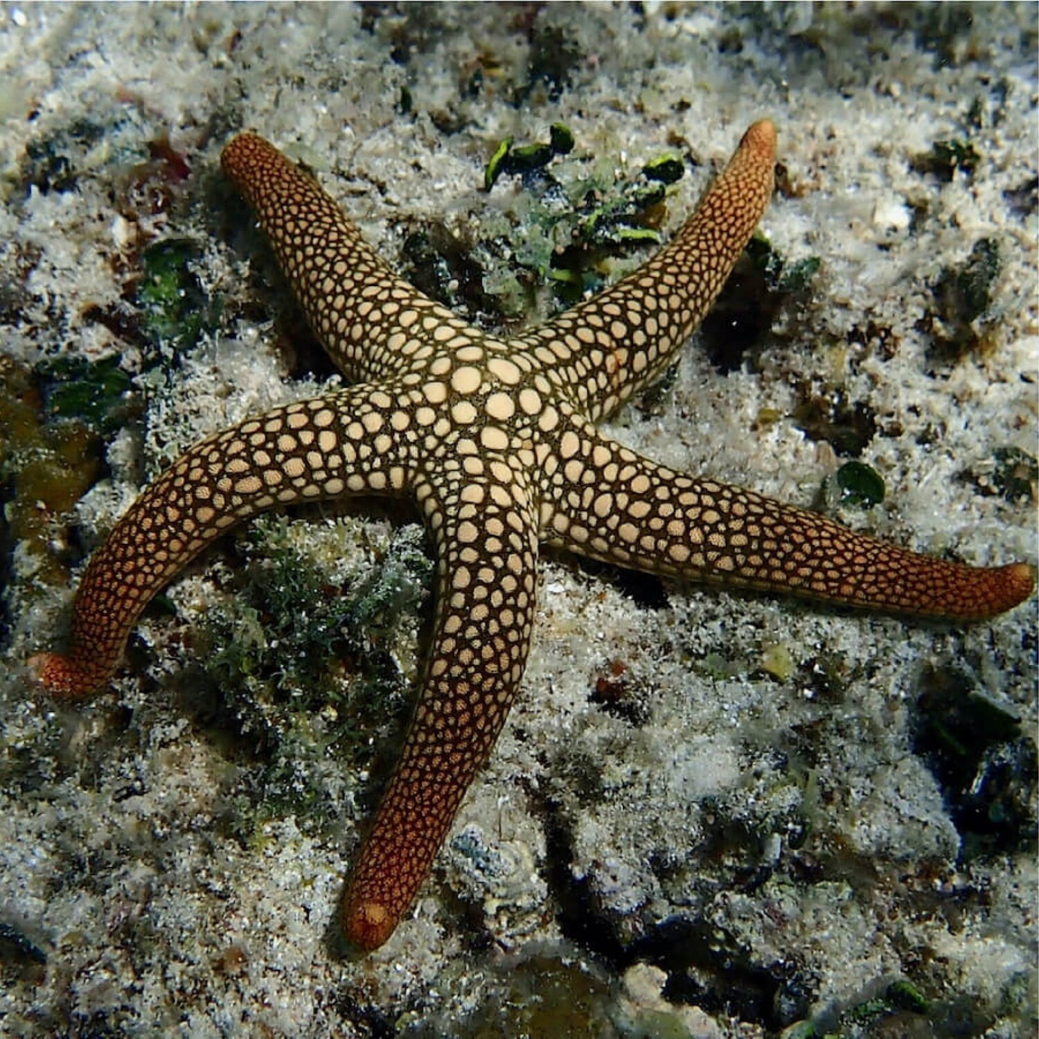 Pacific Jewel Starfish