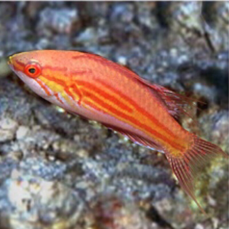 Filamented Flasher Wrasse