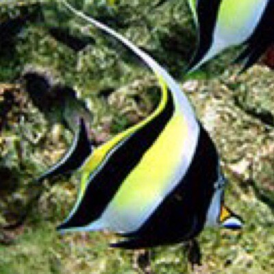 Moorish Idol Md.