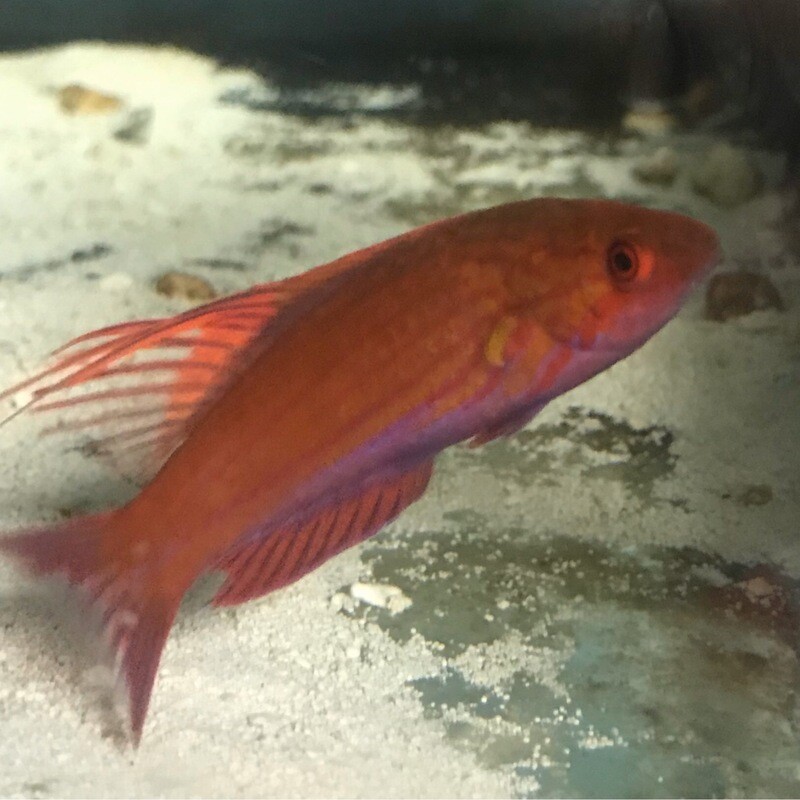 Blue Flasher Wrasse