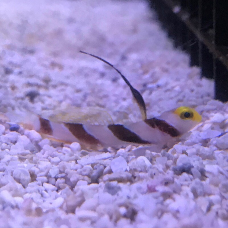 Hi Fin Red Banded Goby