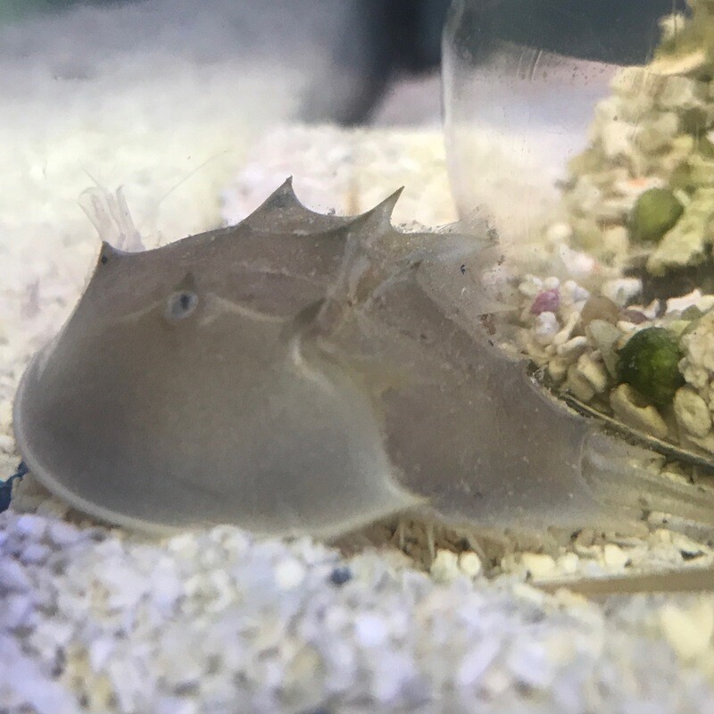 Horseshoe Crab