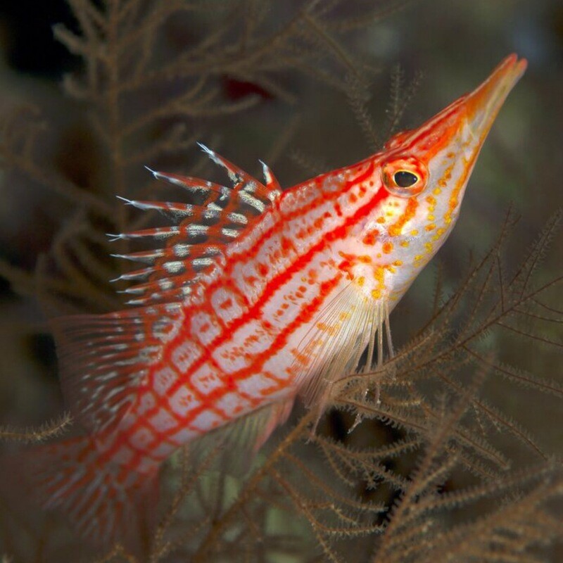 Longnose Hawkfish