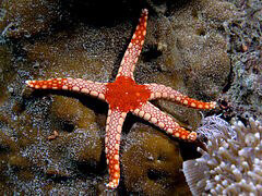 Various Fromia Starfish