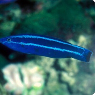 Red Sea Cleaner Wrasse