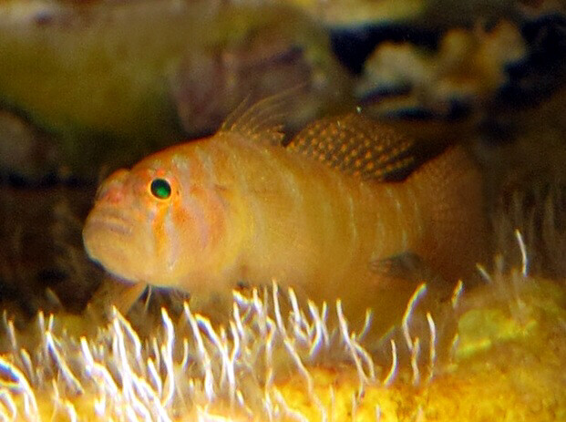 Rusty Goby