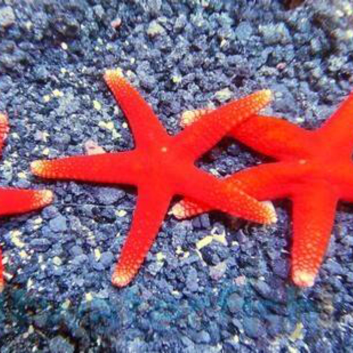 Bali Red Starfish