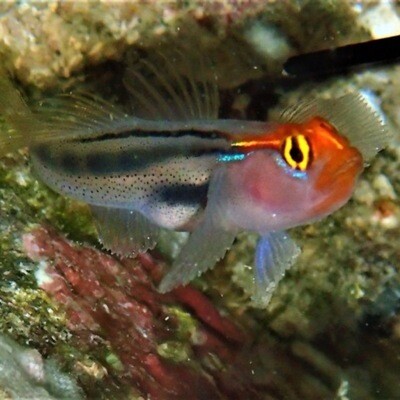TR Mexican Red Head Goby TR