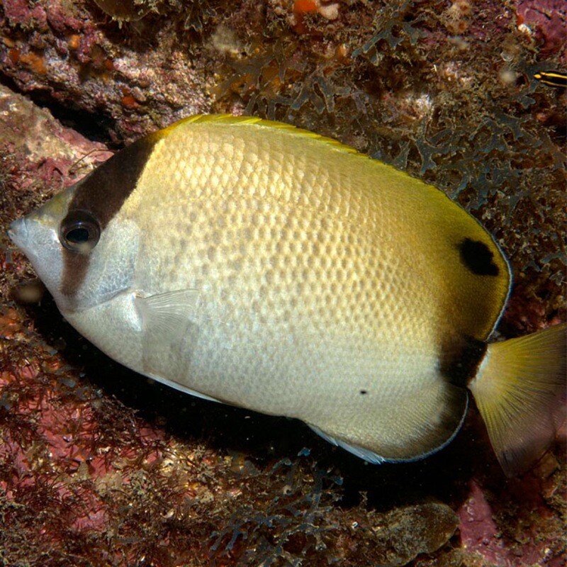 Reef Butterflyfish