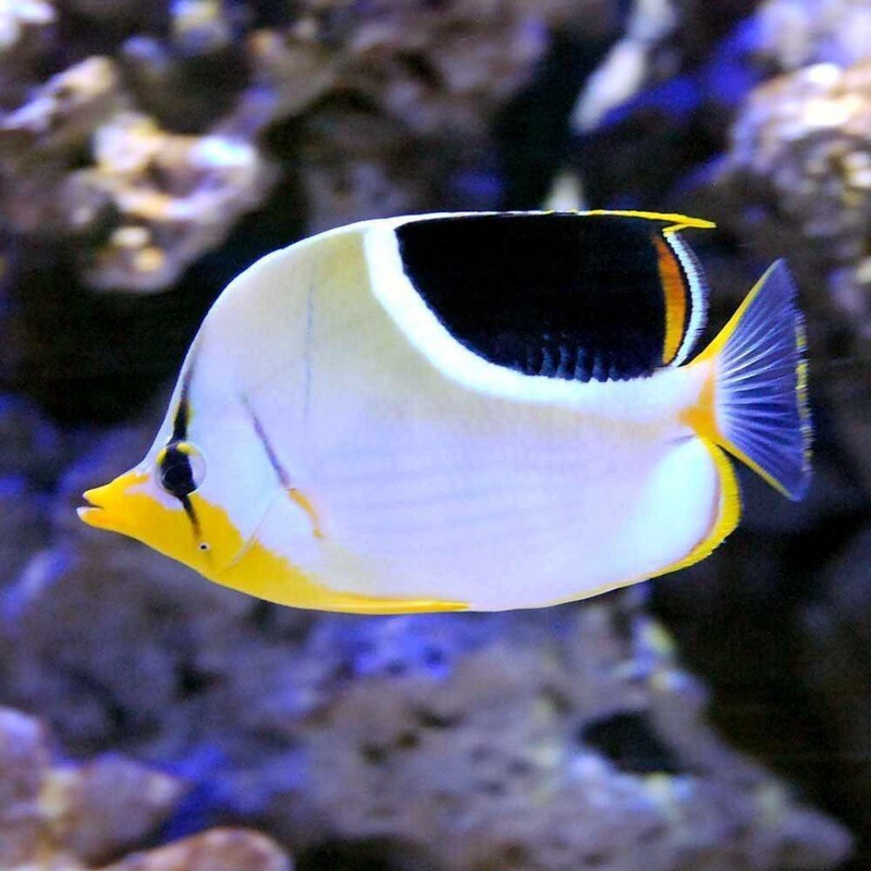 Saddleback Butterflyfish
