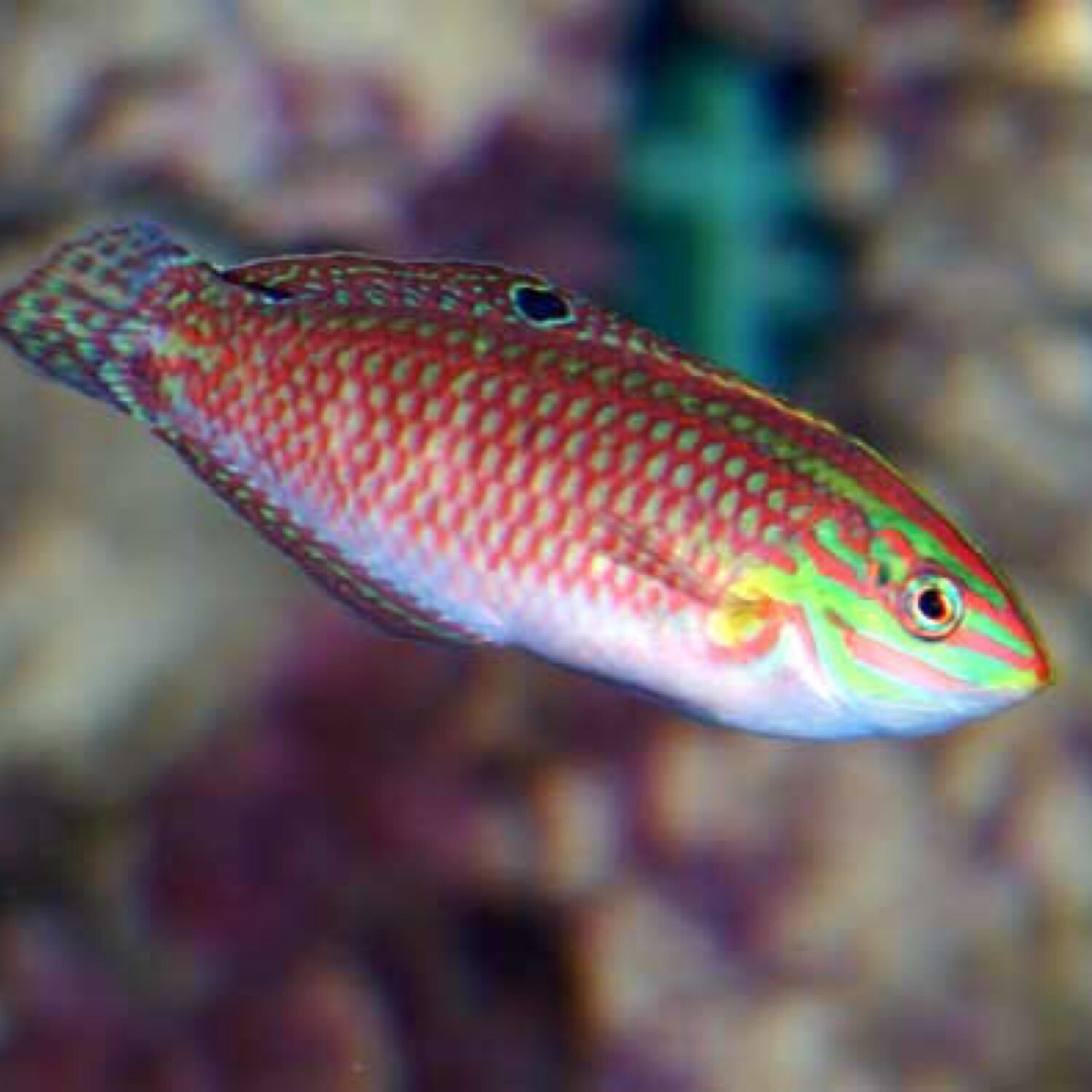 Christmas Wrasse Red