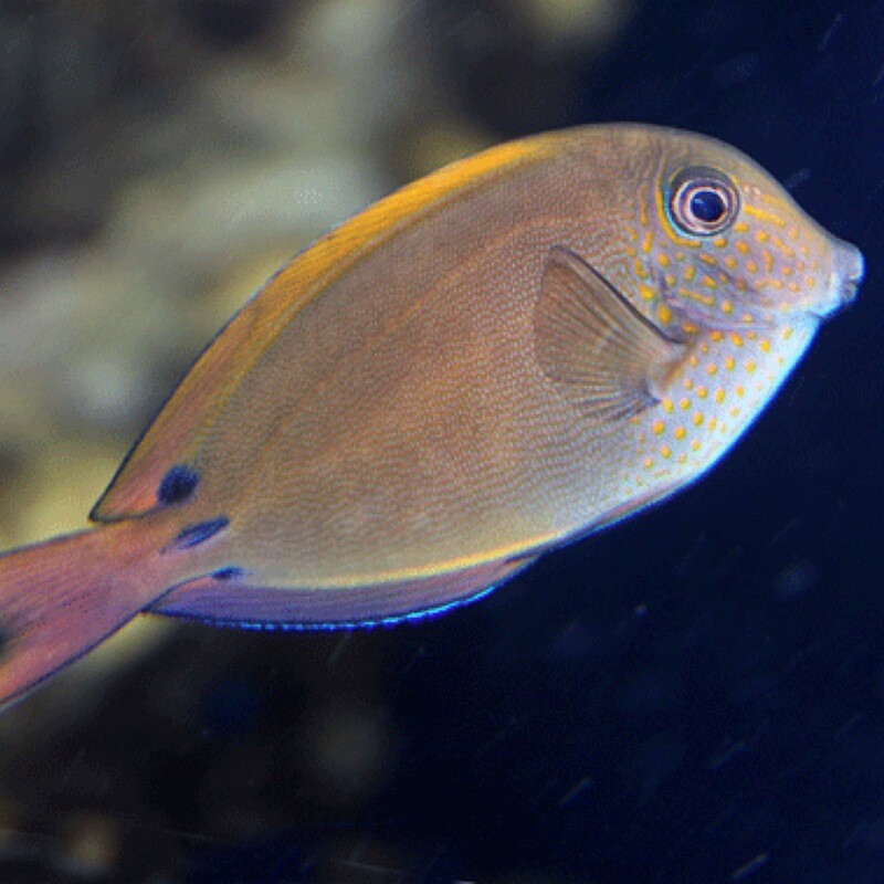 Lavender Tang