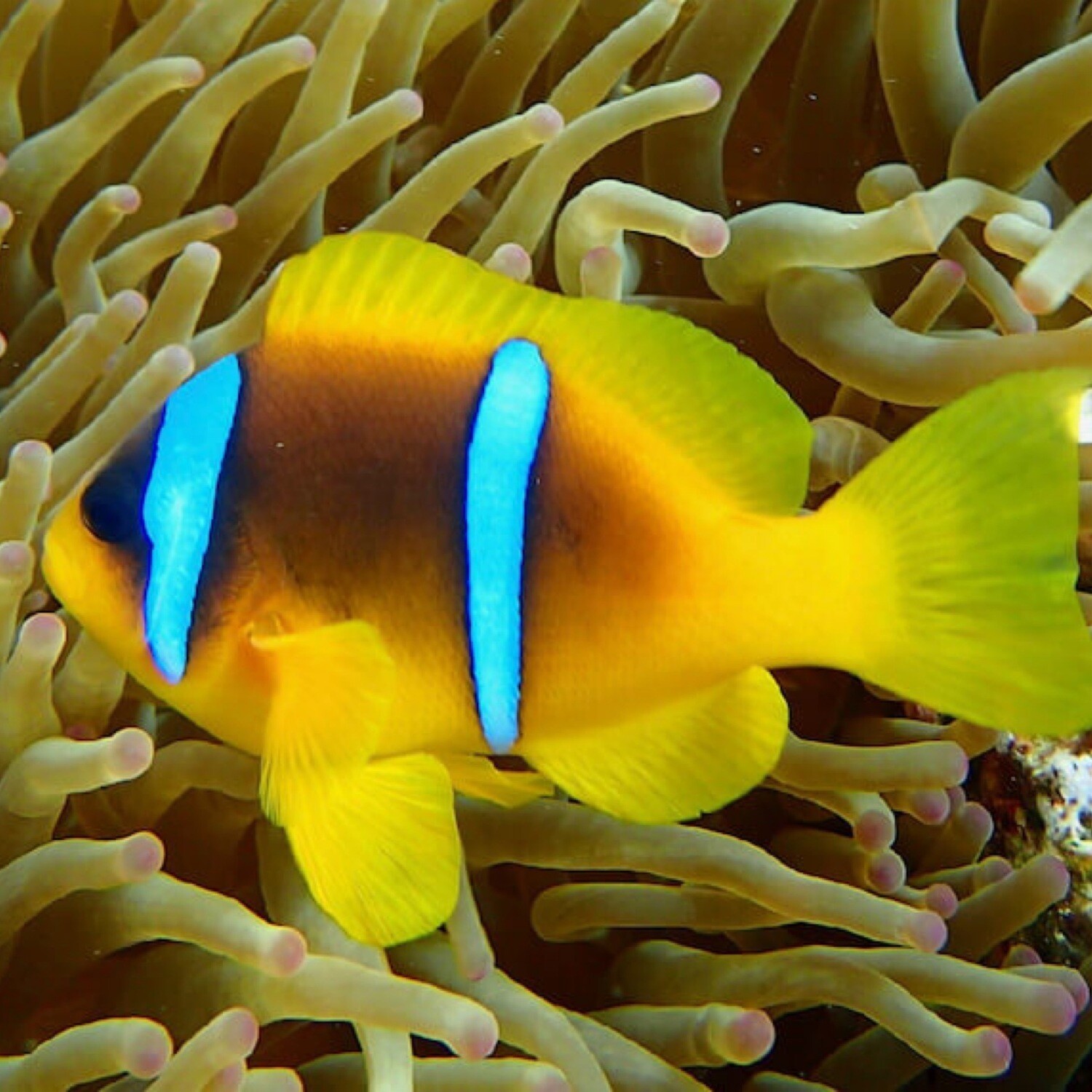 TR Red Sea Clownfish