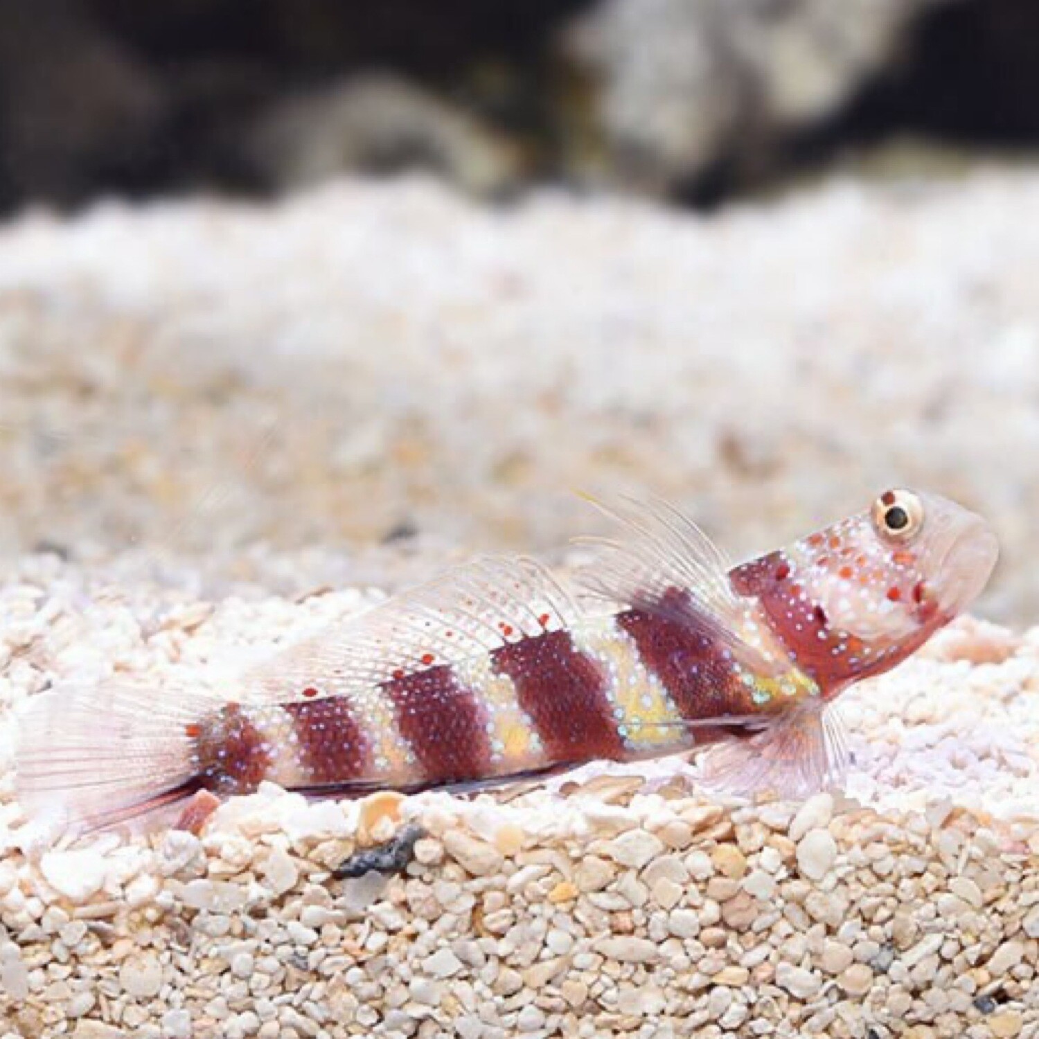 Weaver Goby