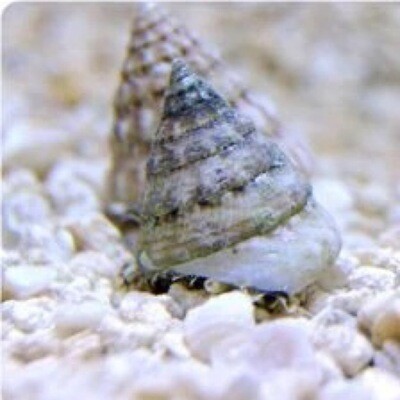 Top shell Tectus Snails