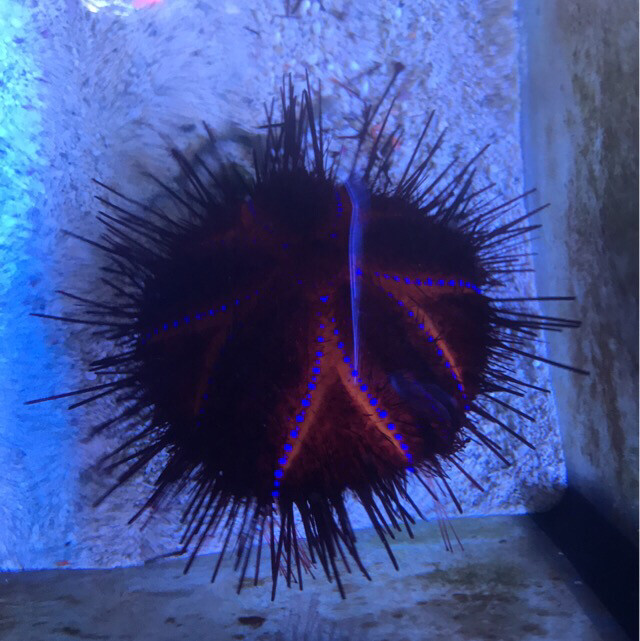 Red Needle Sea Urchin
