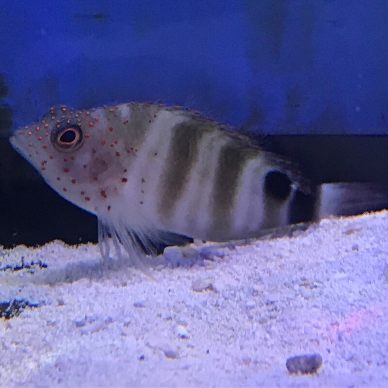 Red Spotted Hawkfish