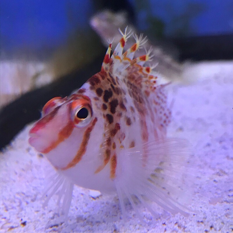 Falco Hawkfish