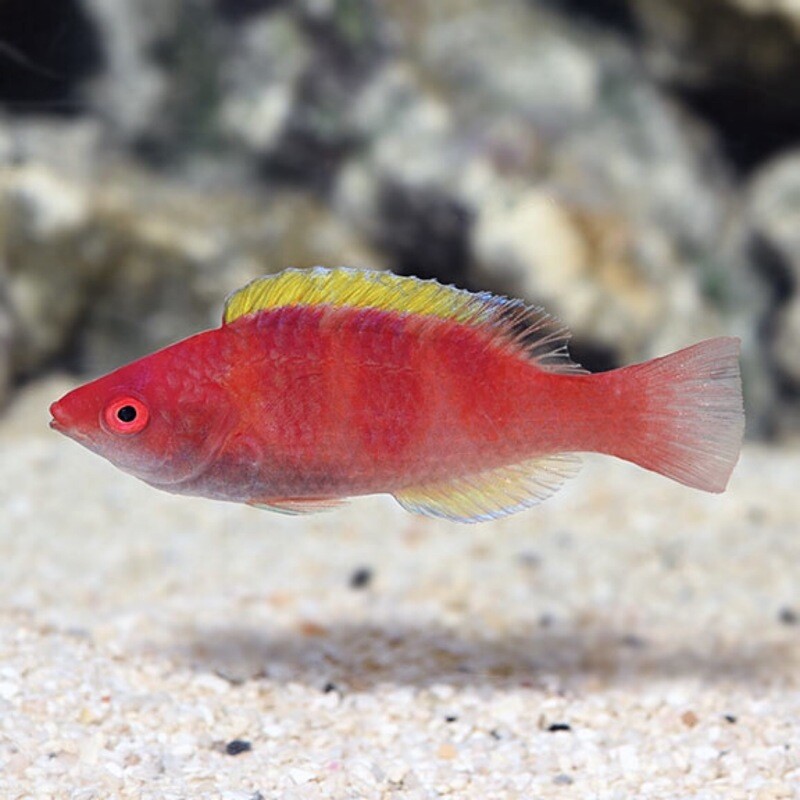 Yellow Fin Fairy/Millenium Wrasse