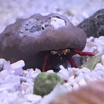 Red Scarlet Hermit crab