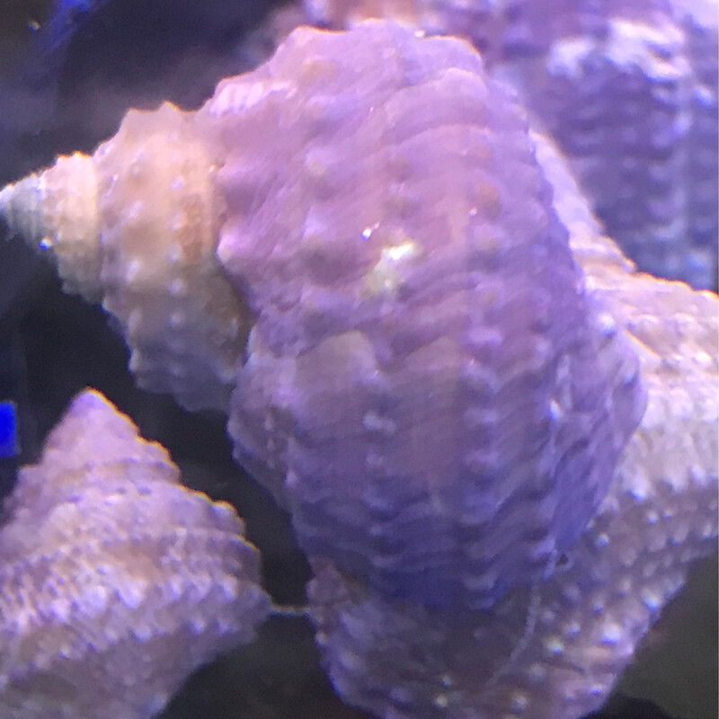 Chestnut Turbo Snail