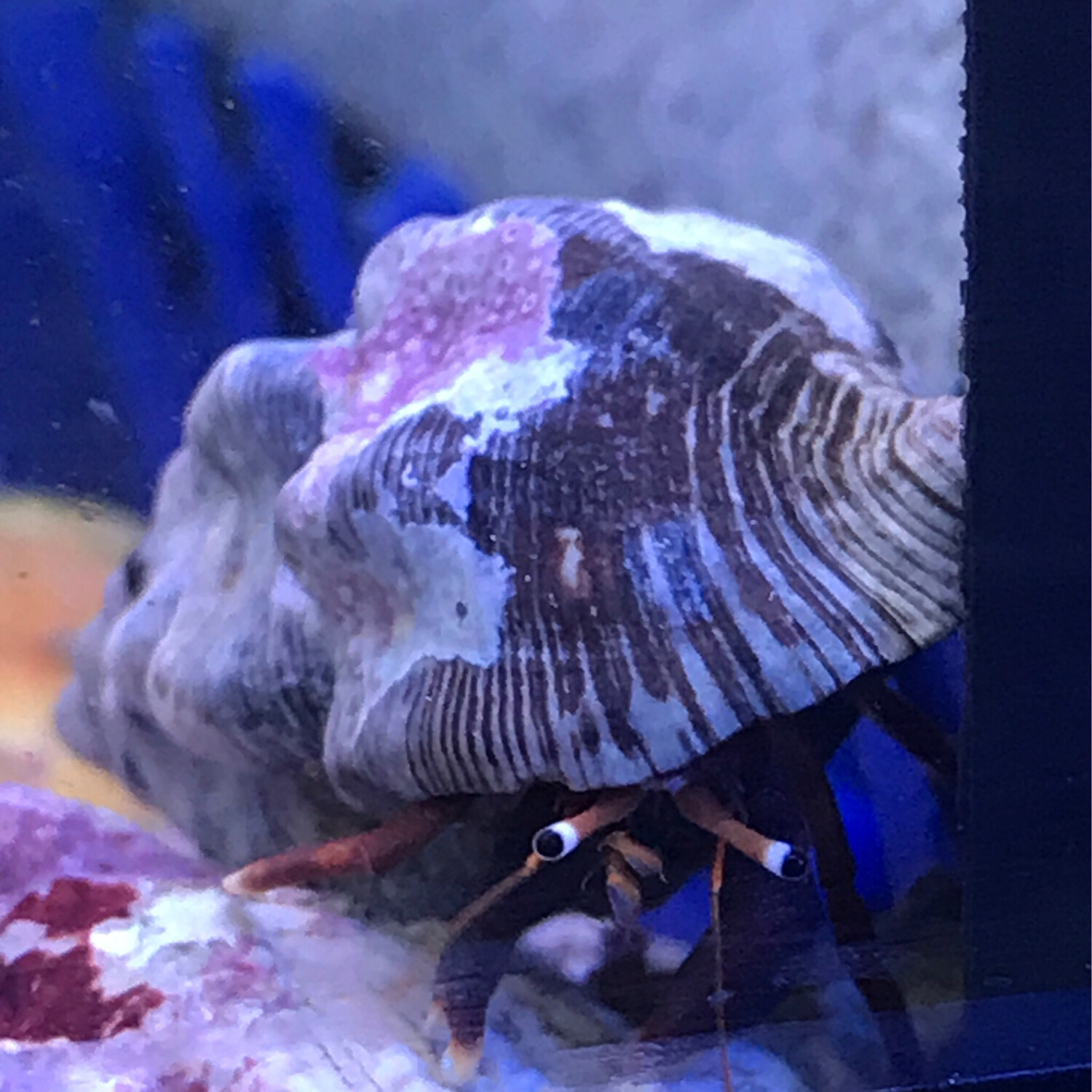 White Tipped Hermit Crab