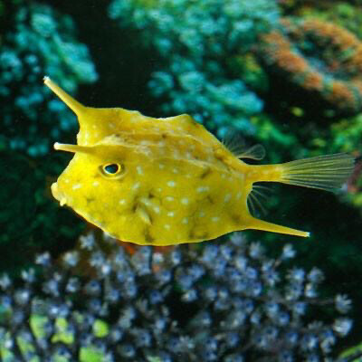 Long Horn Cowfish Small