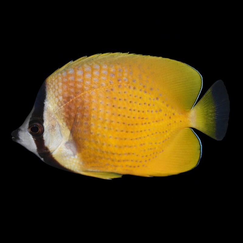 Kleins Butterflyfish