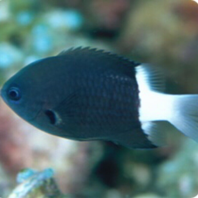 Bi Colour Chromis