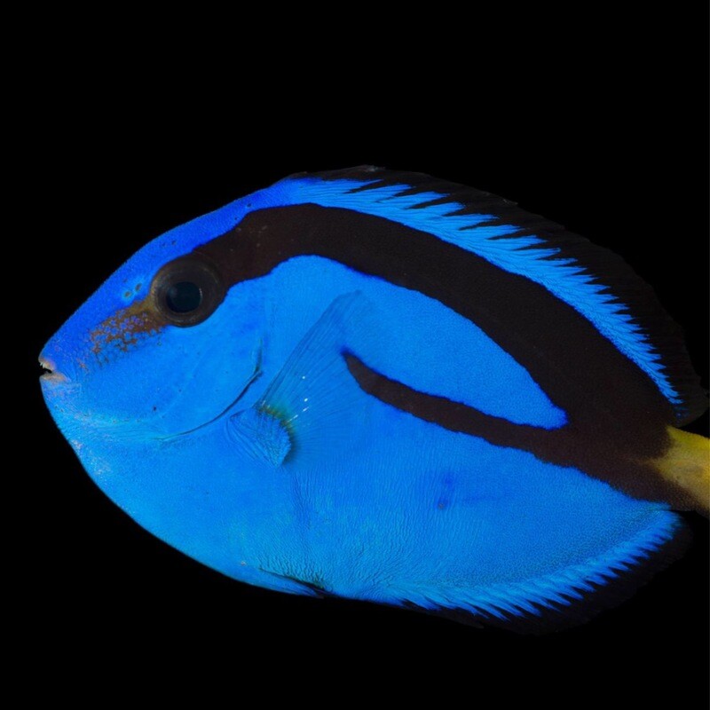 Biota Tank Bred Blue Hippo Tang 2-2.5”