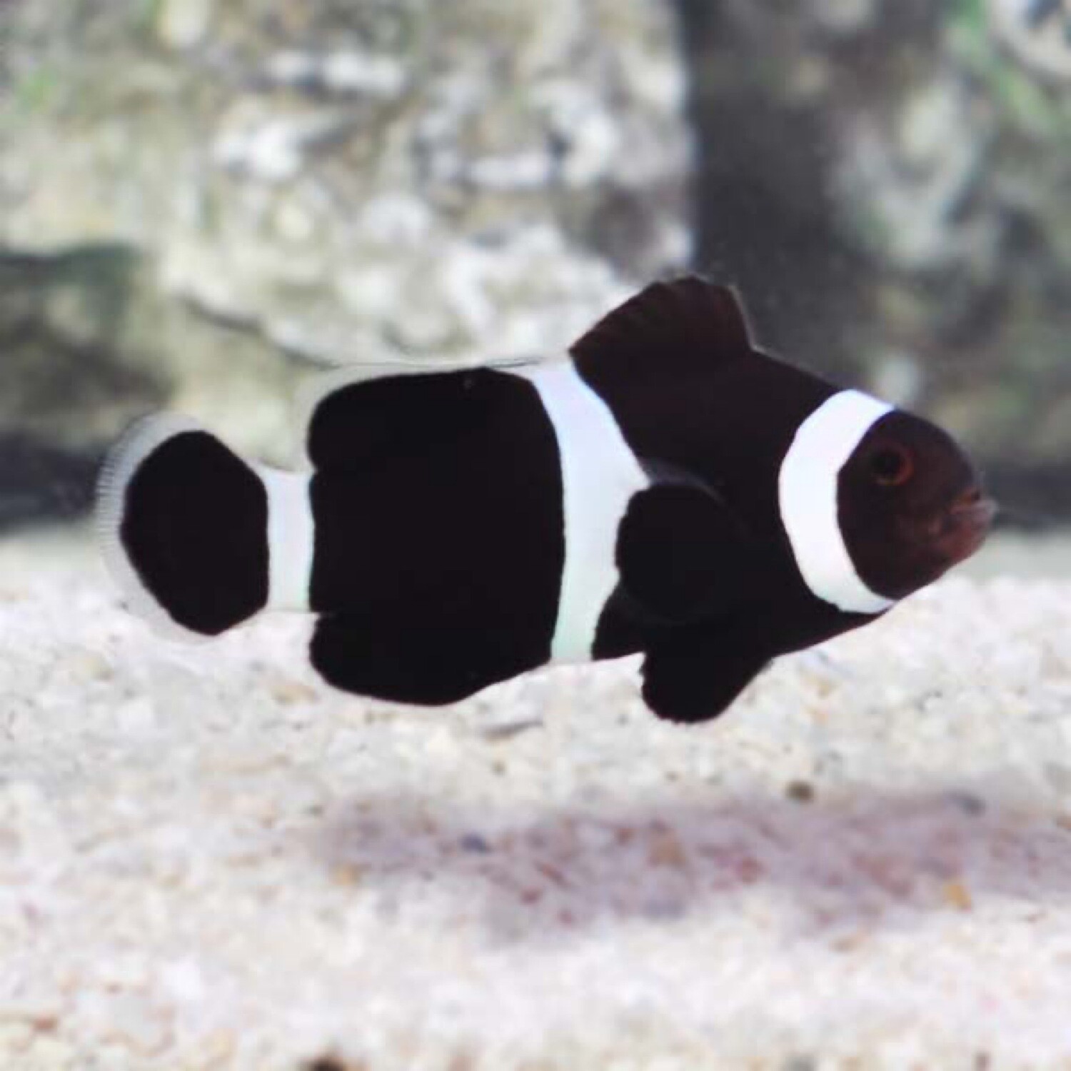 TR Black Darwin Ocellaris Clownfish
