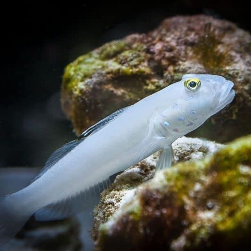 Six spotted sleeper goby